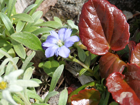 Gentiana nipponica