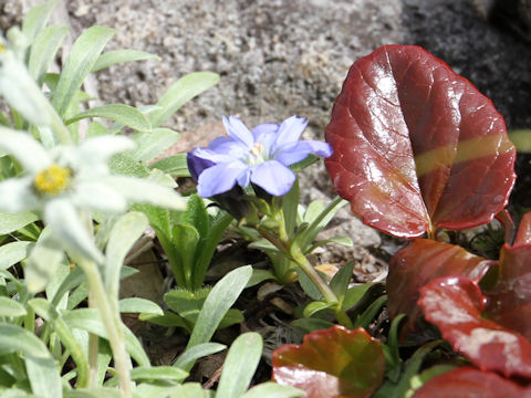 Gentiana nipponica