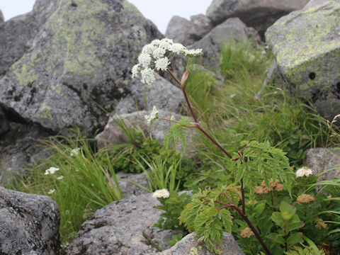 Conioselinum filicinum