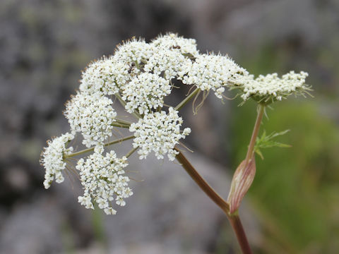 Conioselinum filicinum