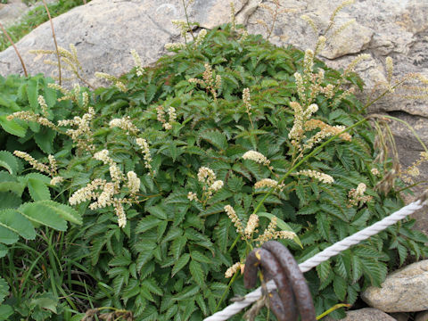 Aruncus dioicus var. astilboides