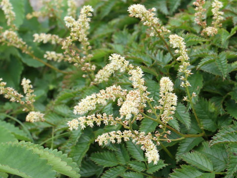 Aruncus dioicus var. astilboides