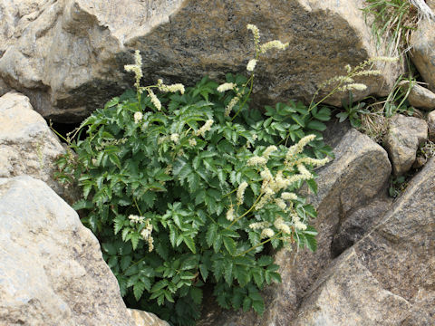 Aruncus dioicus var. astilboides