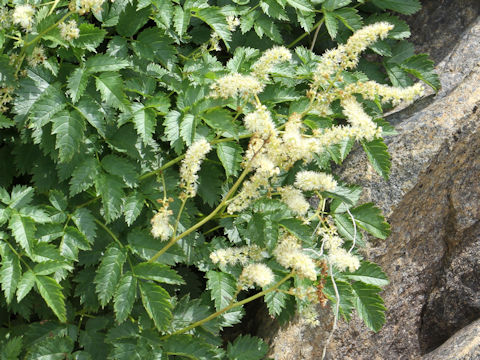 Aruncus dioicus var. astilboides