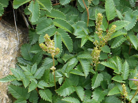 Aruncus dioicus var. astilboides