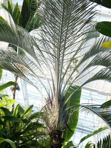 Neodypsis decaryi