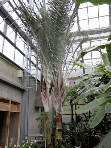 Neodypsis decaryi