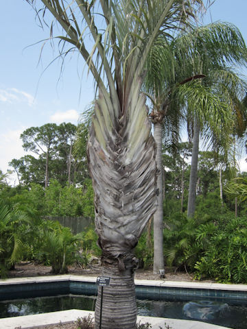 Neodypsis decaryi