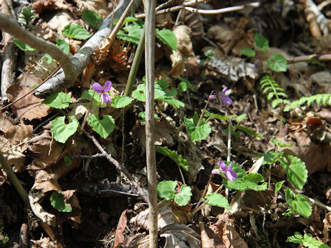 Viola selkirkii