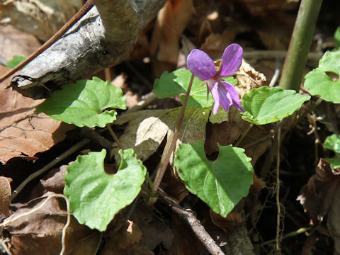 Viola selkirkii