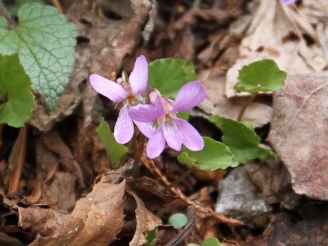 Viola selkirkii