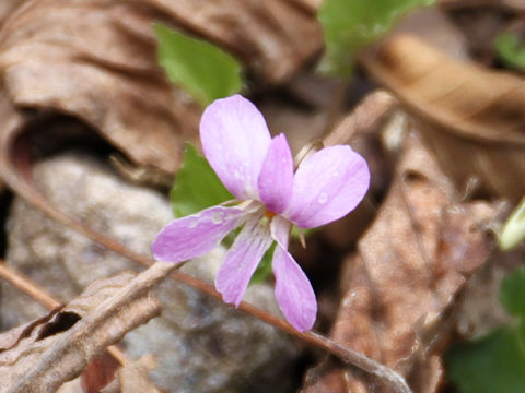 Viola selkirkii