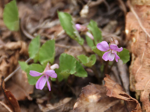 Viola selkirkii