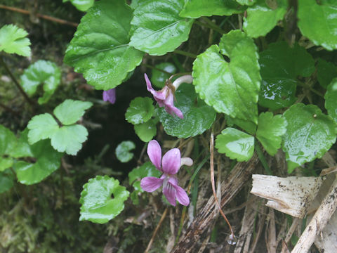 Viola selkirkii