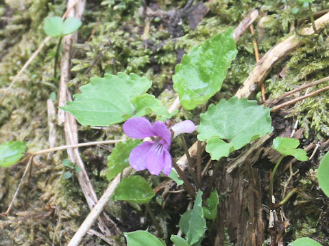 Viola selkirkii