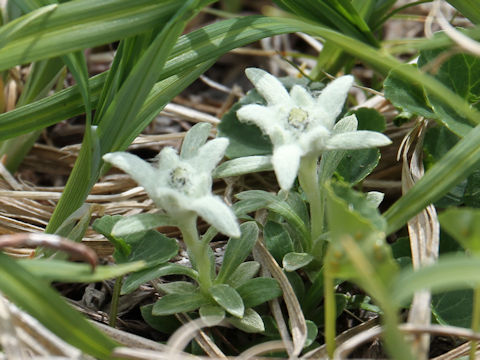 Leontopodium fauriei