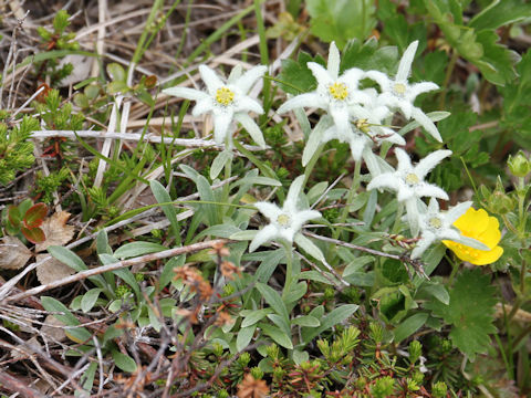 Leontopodium fauriei