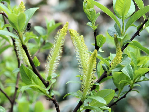 Salix reinii