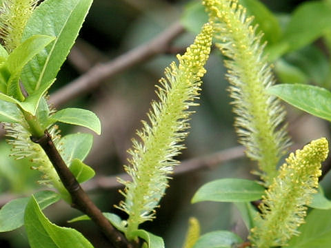 Salix reinii