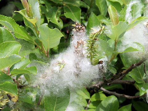 Salix reinii