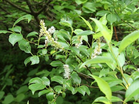 Salix reinii