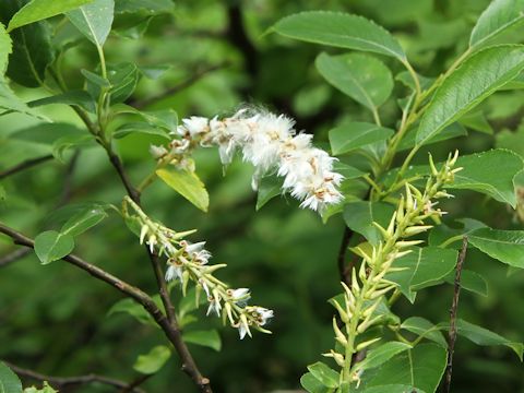 Salix reinii