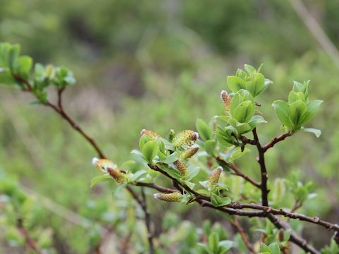 Salix reinii