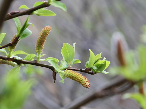 Salix reinii