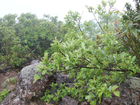 Salix reinii