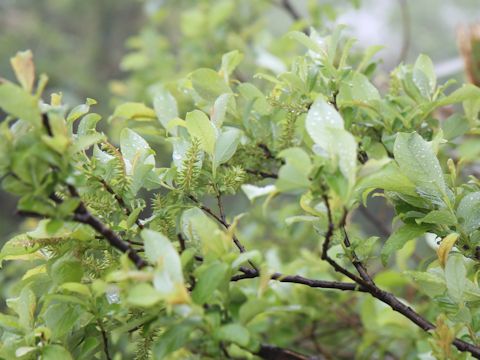 Salix reinii