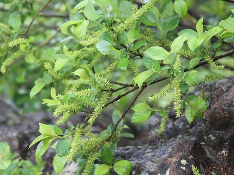 Salix reinii