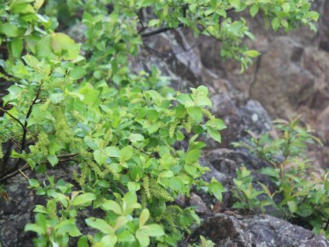 Salix reinii