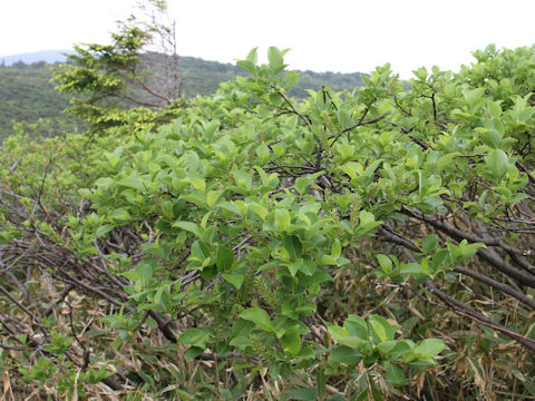 Salix reinii