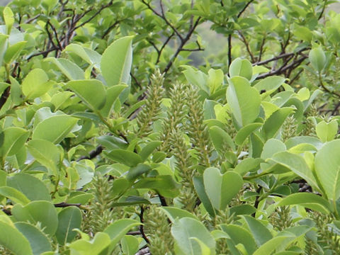 Salix reinii