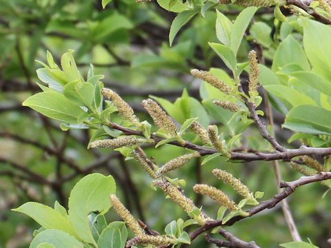 Salix reinii