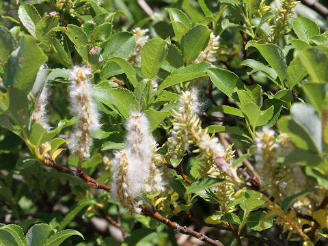 Salix reinii