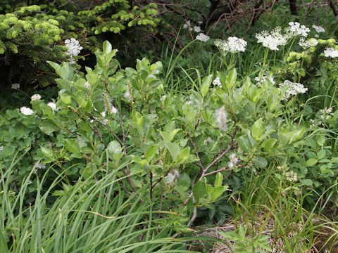 Salix reinii