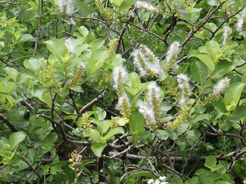 Salix reinii