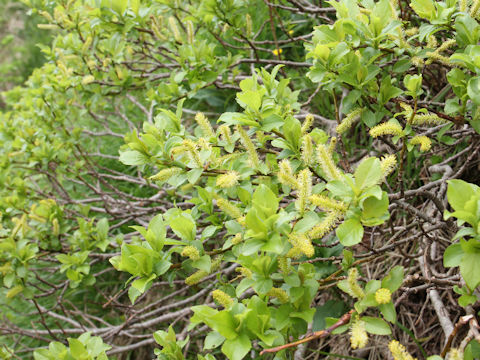 Salix reinii