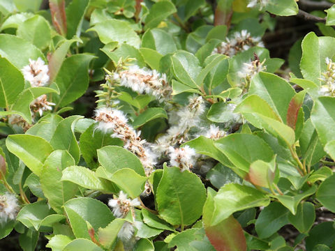 Salix reinii