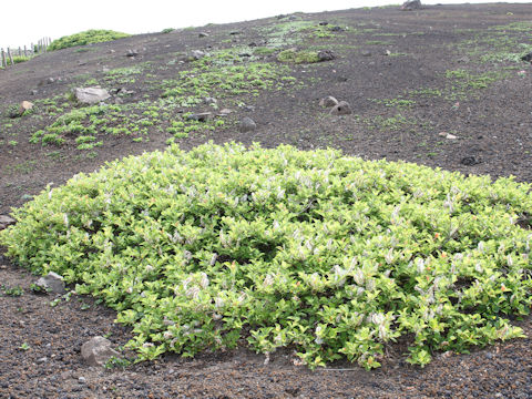 Salix reinii