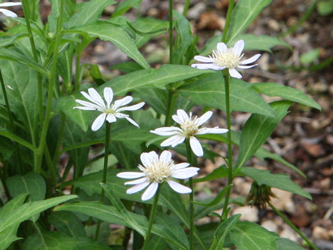 Miyamayomena savatieri