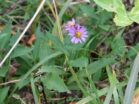 Miyamayomena savatieri