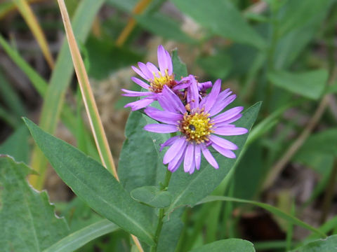 Miyamayomena savatieri