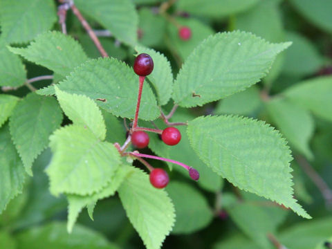 Prunus maximowiczii