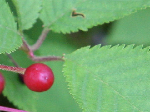 Prunus maximowiczii