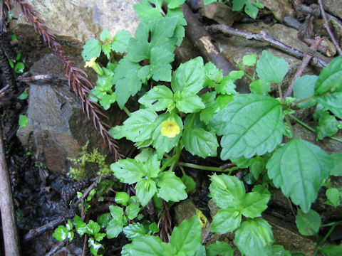 Mimulus nepalensis var. japonicus