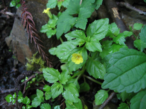 Mimulus nepalensis var. japonicus