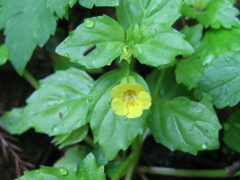 Mimulus nepalensis var. japonicus