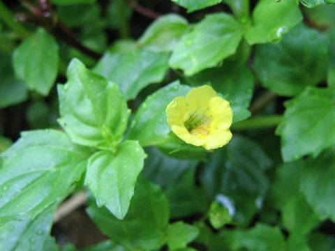 Mimulus nepalensis var. japonicus